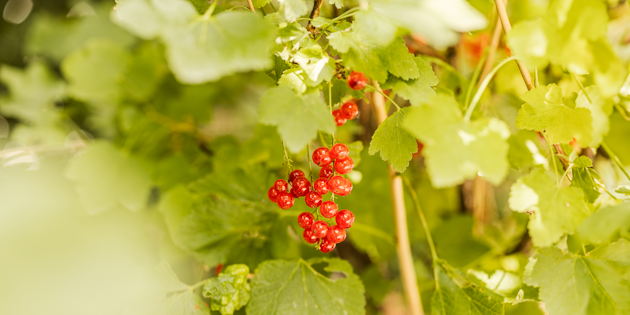 pachira aquatica dnger Pachira Aquatica  Geldbaum online kaufen