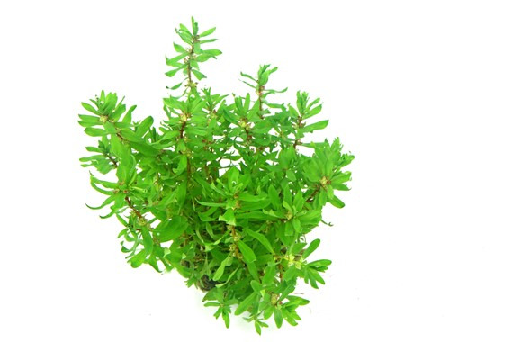 Didiplis diandra In-Vitro