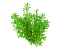 Didiplis diandra In-Vitro