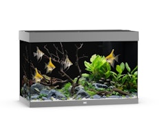 JUWEL Rio 290 LED grau Aquarium