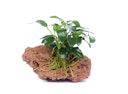 Anubias barteri var. nana 'Bonsai'