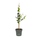 Vorschaubild Türkische Quitte zum Sofortverzehr Haruka