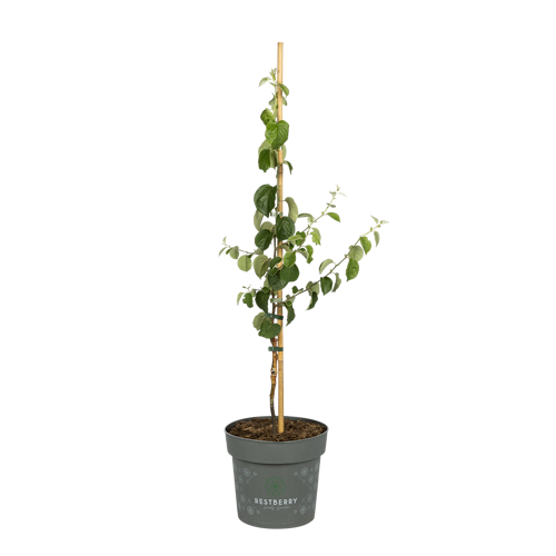 Türkische Quitte zum Sofortverzehr Haruka