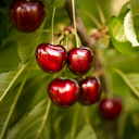 Vorschaubild Zuckersüße Kirsche Chiko