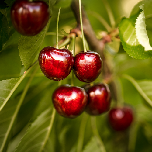 Zuckersüße Kirsche Chiko