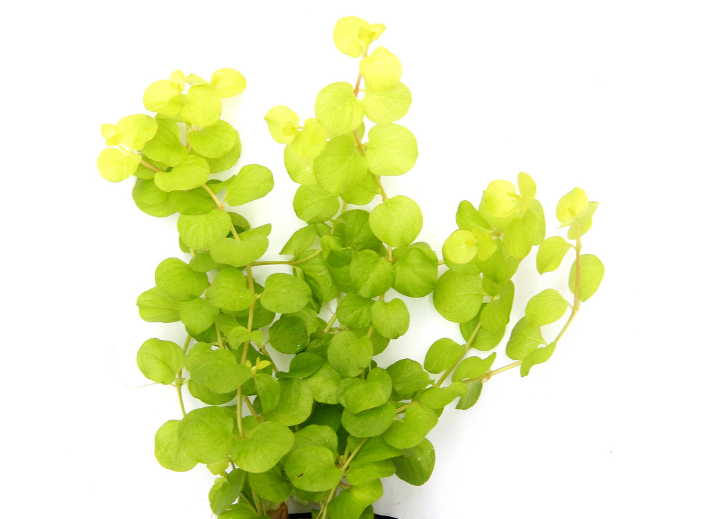 Lysimachia nummularia 'Aurea' Topf