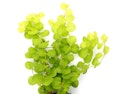Vorschaubild Lysimachia nummularia 'Aurea' Topf