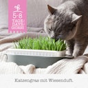 Vorschaubild GimCat Katzen-Gras mit Gerstengras-Saat 150g Nahrungsergänzung für Katzen