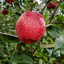 Vorschaubild Apfel mit dunkelrotem Fleisch Elmira Rot