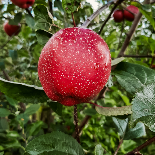 Apfel mit dunkelrotem Fleisch Elmira Rot