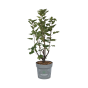 Vorschaubild Weiße Johannisbeere Kiyoko