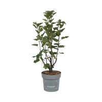 Weiße Johannisbeere Kiyoko