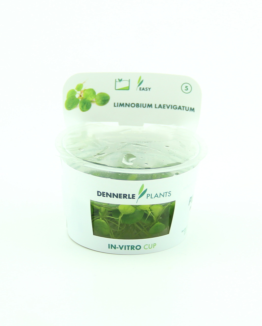 Limnobium laevigatum In-Vitro