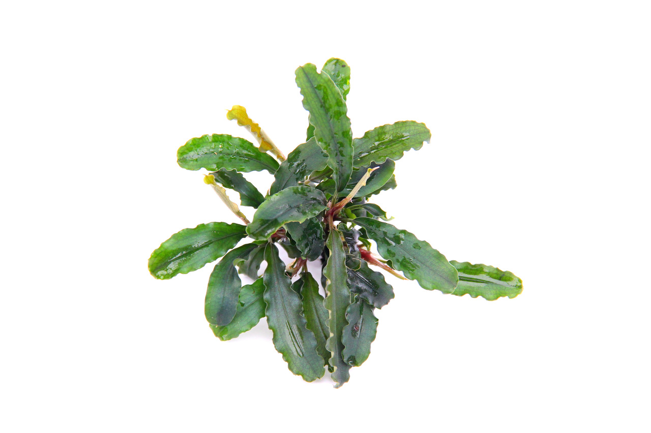 Bucephalandra pygmaea 'Bukit Kelam' Topf