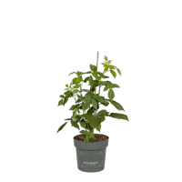 Sallys Sommer-Balkonhimbeere Tani