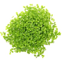 Micranthemum tweediei