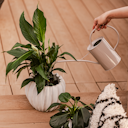 Vorschaubild Gießkanne