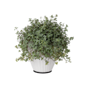 Vorschaubild Restberry´s Filz Untersetzer