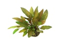 Vorschaubild Cryptocoryne walkeri var. Legroi Topf