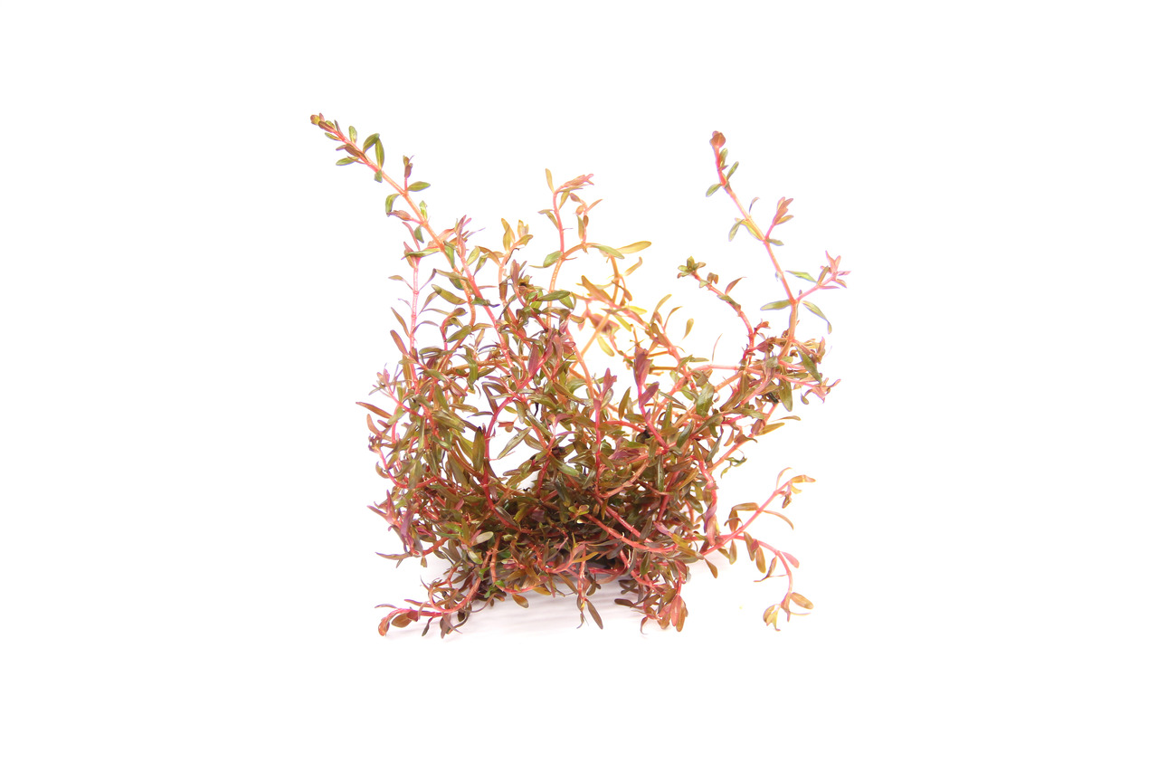 Rotala sp. 'H'Ra' Topf