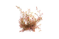 Rotala sp. 'H'Ra' Topf