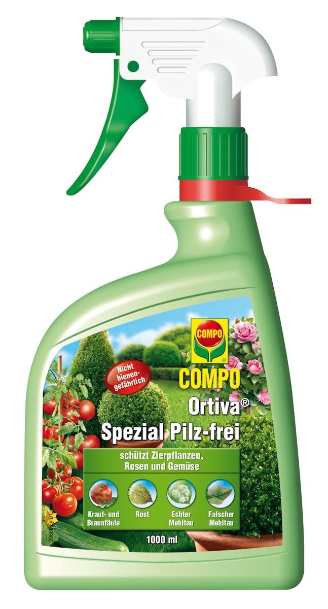 weiße riesenbohnen saatgut Suntat Weiße Riesenbohnen 800 g – von Suntat