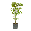 Vorschaubild Maulbeere Daisuke