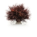 Vorschaubild biOrb Seelilie dunkelrot (46077)