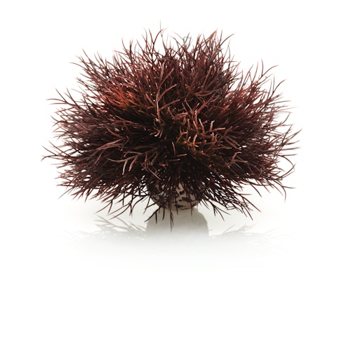 biOrb Seelilie dunkelrot (46077)