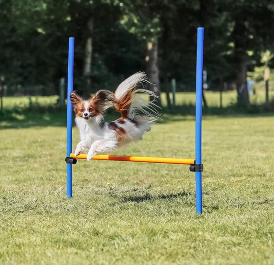 TRIXIE Fun Agility Hürde, Kunststoff, 113 × 110 cm, ø 3 cm, blau/orange