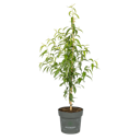 Vorschaubild Pfirsich Itsuko