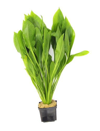 Echinodorus grisebachii 'Bleherae'