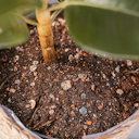 Vorschaubild Restberry's Pflanzenerde Indoor