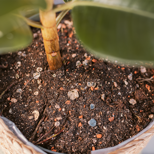 Restberry's Pflanzenerde Indoor