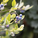 Vorschaubild Muffin-Blaubeere Masa