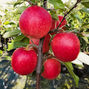 Vorschaubild Gesundheitsapfel Elmira pink