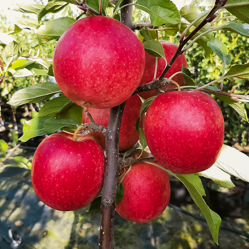 Gesundheitsapfel Elmira pink