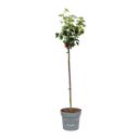 Vorschaubild Rote Johannisbeere Kimiko