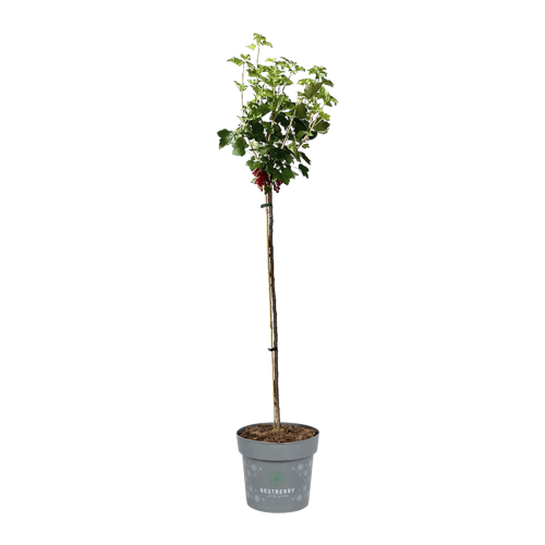 Rote Johannisbeere Kimiko