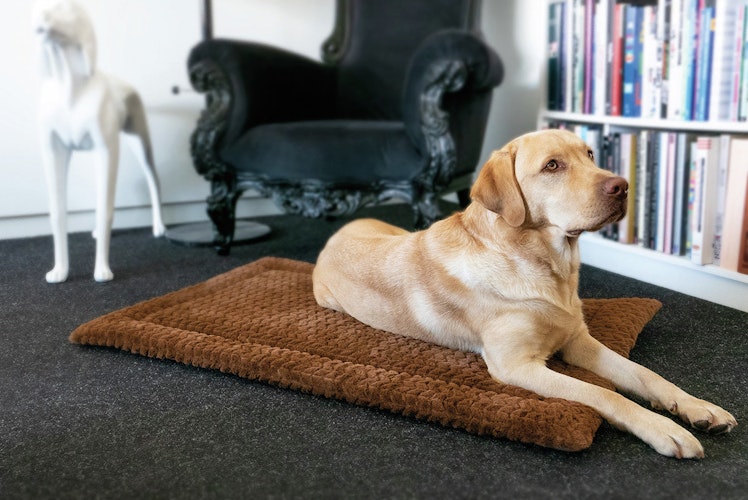 Petlando Daisy Decke braun