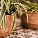 Vorschaubild Plant Bowl Yva