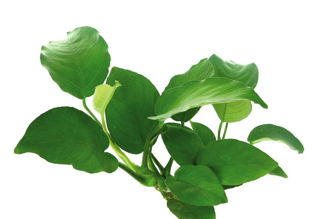 Anubias barteri