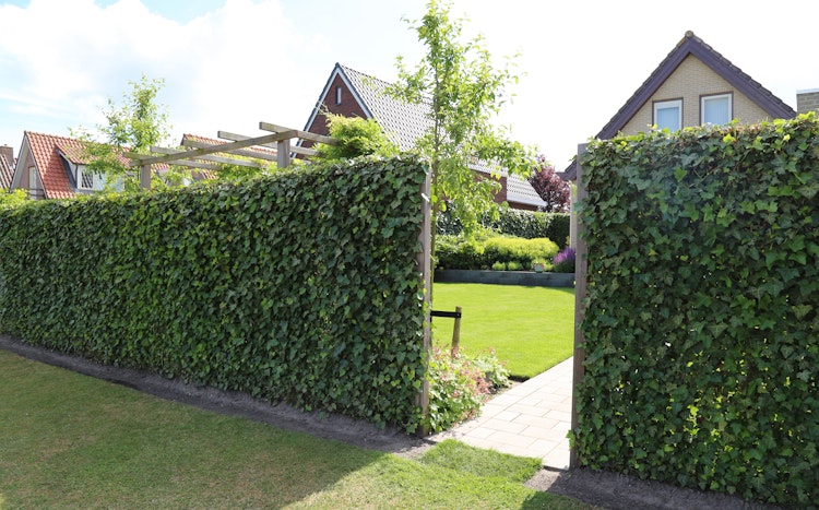 BambusBASIS Mobilane Efeu-Fertighecke Breite 120 cm
