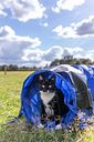 Vorschaubild TRIXIE Fun Agility Mini Tunnel, ø 40 cm/2 m, blau