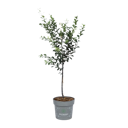 Vorschaubild Allrounder Mirabelle Juro