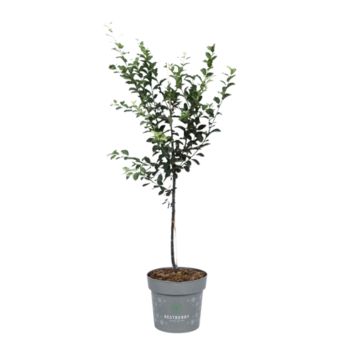 Allrounder Mirabelle Juro