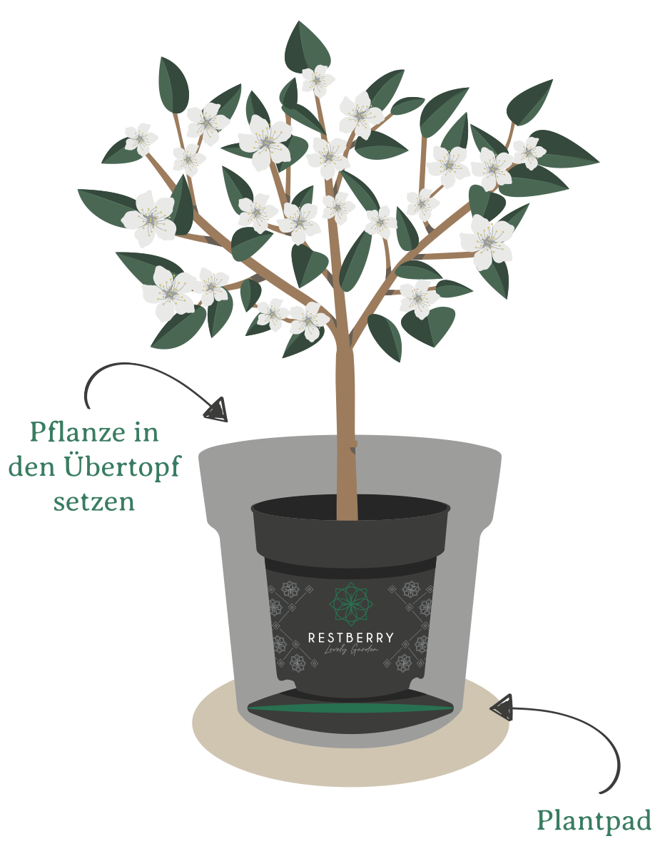 rest_4251908700066_howtoimage_plantpad_3_4287998043