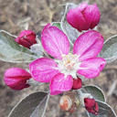 Vorschaubild Apfel mit dunkelrotem Fleisch Elmira Rot
