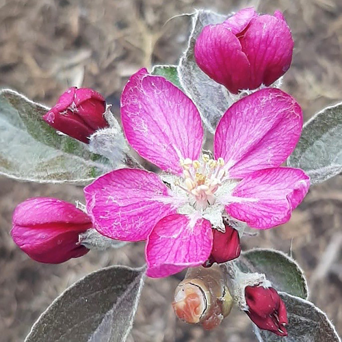 Apfel mit dunkelrotem Fleisch Elmira Rot