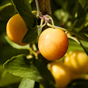 Vorschaubild Allrounder Mirabelle Juro